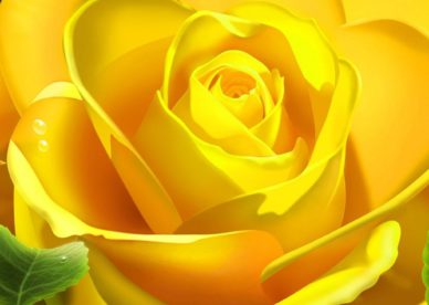 ورد اصفر طبيعي جميل - صور ورد وزهور Rose Flower images